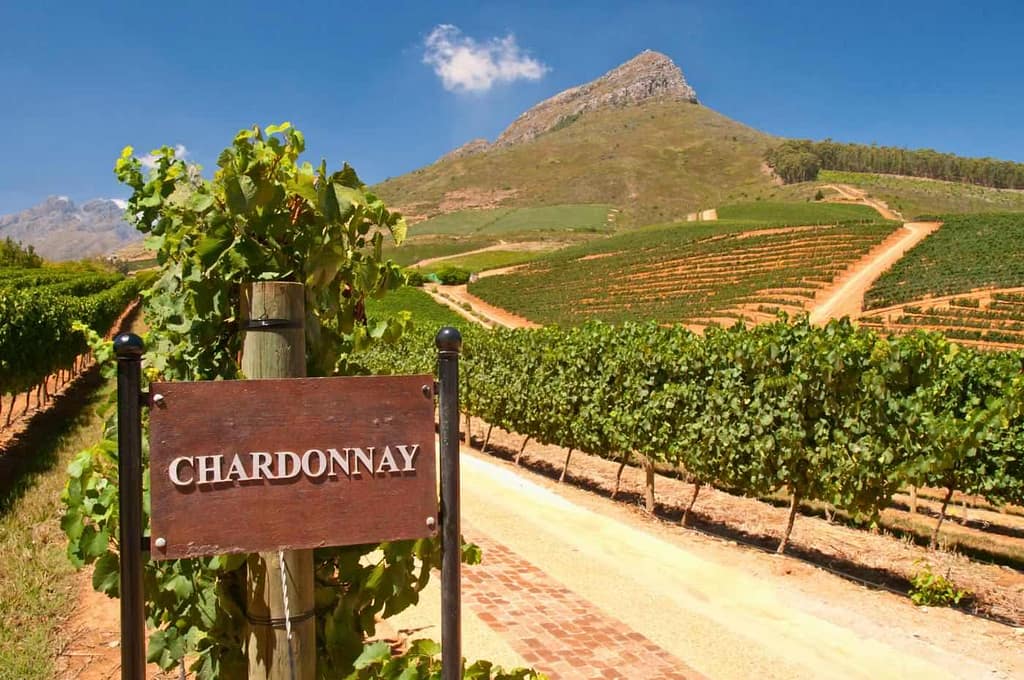 Vinhedo de Chardonnay