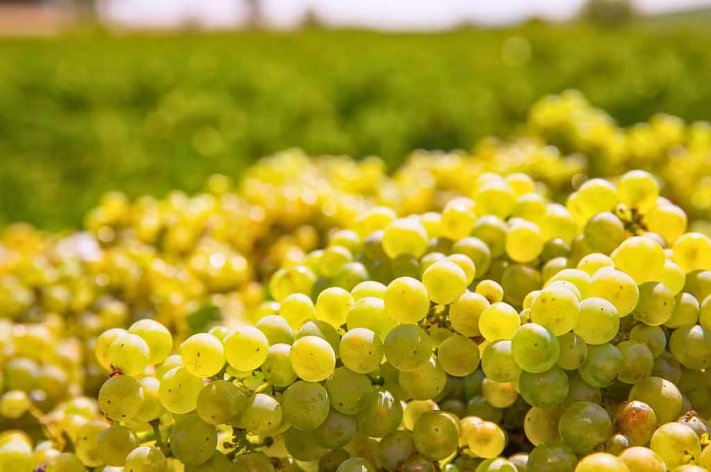 Cachos da uva Chardonnay