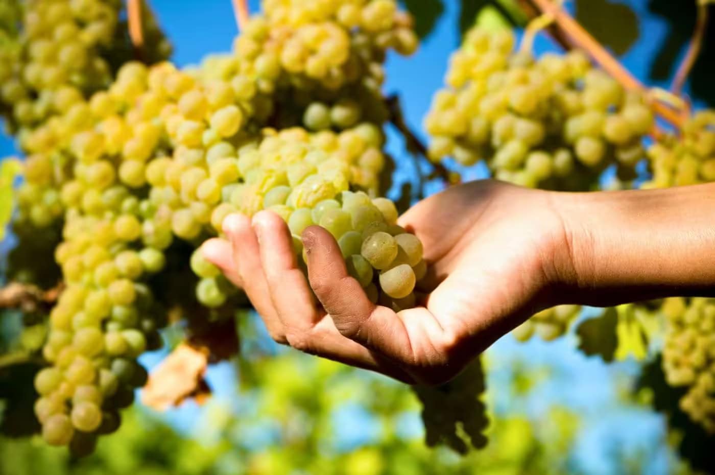 Cachos da uva Viognier