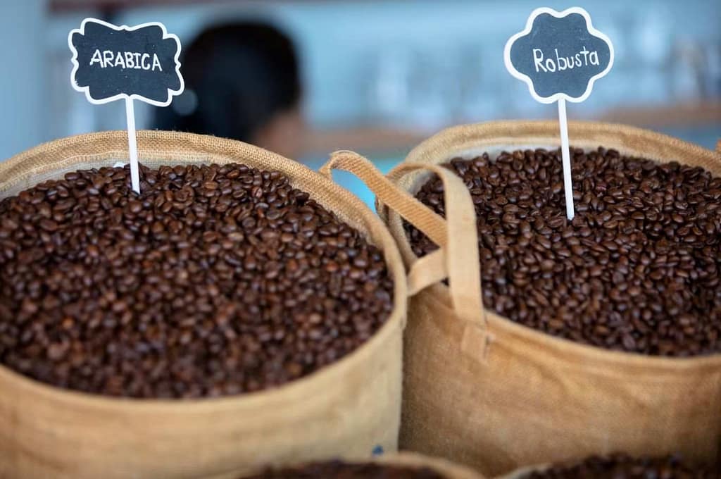 Grãos de Arábica e Robusta: são os mais comuns, mas o café especial frequentemente é feito a partir da Arábica