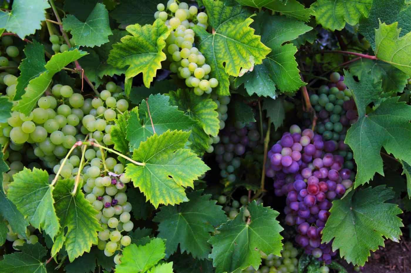 As principais uvas para vinho