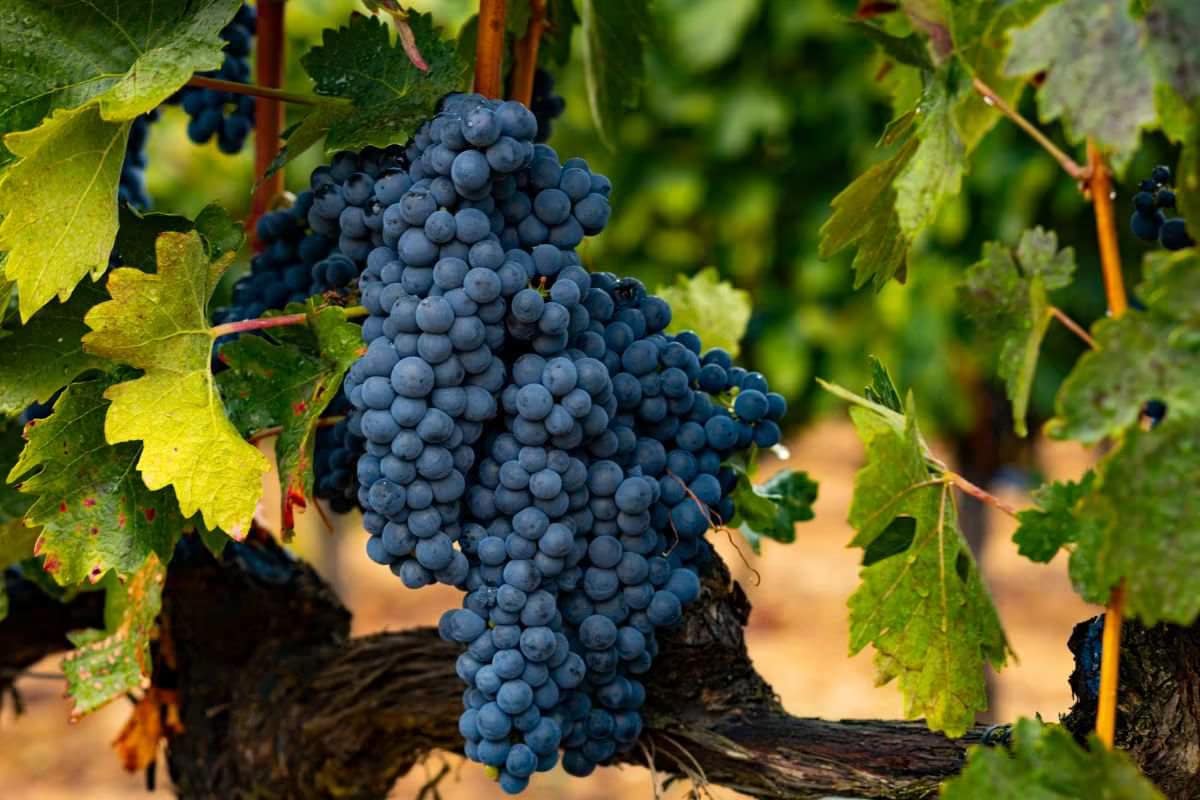 Cachos da uva tempranillo na videira