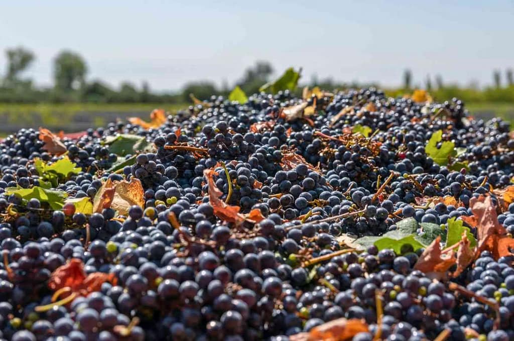 Cachos de Cabernet Sauvignon